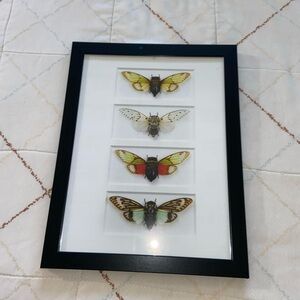 Christopher MarleyElegant Black Framed Moth Art Print